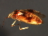  (Lygus plagiatus - 08BBHEM-694)  @13 [ ] CreativeCommons - Attribution (2009) Unspecified Centre for Biodiversity Genomics