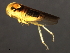  (Populicerus suturalis - 08BBHEM-876)  @13 [ ] CreativeCommons - Attribution (2009) Unspecified Centre for Biodiversity Genomics