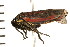  ( - 08BBHEM-148)  @14 [ ] CreativeCommons - Attribution (2010) Unspecified Centre for Biodiversity Genomics