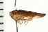  (Populicerus venosus - 08BBHEM-255)  @14 [ ] CreativeCommons - Attribution (2008) Unspecified Centre for Biodiversity Genomics