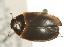  (Agabus infuscatus - CHU06-COL1-420)  @14 [ ] Unspecified (default): All Rights Reserved  Unspecified Unspecified