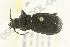  (Pterostichus punctatissimus - 05CHU-COL-0079)  @14 [ ] Unspecified (default): All Rights Reserved  Unspecified Unspecified