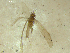  (Oecetis nigropunctata - 10HMCAD-016)  @12 [ ] CreativeCommons - Attribution (2010) Unspecified Centre for Biodiversity Genomics