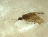  (Lepidostoma piceum - 10HMCAD-019)  @12 [ ] CreativeCommons - Attribution (2010) Unspecified Centre for Biodiversity Genomics