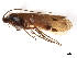  (Limnephilus stigma - 10HMCAD-074)  @14 [ ] CreativeCommons - Attribution (2010) CBG Photography Group Centre for Biodiversity Genomics