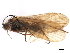  (Allogamus uncatus - 10HMCAD-154)  @13 [ ] CreativeCommons - Attribution (2010) CBG Photography Group Centre for Biodiversity Genomics