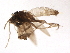  ( - 10HMCAD-177)  @13 [ ] CreativeCommons - Attribution (2010) CBG Photography Group Centre for Biodiversity Genomics