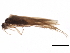  (Ithytrichia lamellaris - 10HMCAD-218)  @14 [ ] CreativeCommons - Attribution (2010) CBG Photography Group Centre for Biodiversity Genomics