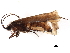  (Limnephilus hirsutus - 10HMCAD-239)  @14 [ ] CreativeCommons - Attribution (2010) CBG Photography Group Centre for Biodiversity Genomics