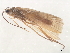 (Allogamus antennatus - 10HMCAD-417)  @13 [ ] CreativeCommons - Attribution (2010) CBG Photography Group Centre for Biodiversity Genomics