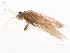  ( - 10HMCAD-437)  @13 [ ] CreativeCommons - Attribution (2010) CBG Photography Group Centre for Biodiversity Genomics