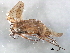  ( - 10HMCAD-570)  @12 [ ] CreativeCommons - Attribution (2010) CBG Photography Group Centre for Biodiversity Genomics