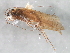  (Hydropsyche incognita - 10HMCAD-580)  @13 [ ] CreativeCommons - Attribution (2010) CBG Photography Group Centre for Biodiversity Genomics