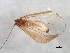 (Ceraclea dissimilis - 10HMCAD-619)  @14 [ ] CreativeCommons - Attribution (2010) CBG Photography Group Centre for Biodiversity Genomics