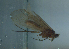  (Allogamus ligonifer - HMCAD0810-100)  @12 [ ] No Rights Reserved (2011) Paul Frandsen Unspecified