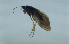  (Glossosoma tortum - HMCAD0810-149)  @13 [ ] No Rights Reserved (2011) Paul Frandsen Unspecified