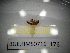  ( - BGE.HMS0716_176)  @11 [ ] CreativeCommons Attribution (2024) Dept Invertebrate Zoology and Hydrobiology, University of Lodz University of Lodz