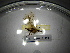  ( - BGE.HMS0716_333)  @11 [ ] CreativeCommons Attribution (2024) Dept Invertebrate Zoology and Hydrobiology, University of Lodz University of Lodz