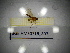 ( - BGE.HMS0716_803)  @11 [ ] CreativeCommons Attribution (2024) Dept Invertebrate Zoology and Hydrobiology, University of Lodz University of Lodz