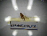  ( - BGE.HMS0716_818)  @11 [ ] CreativeCommons Attribution (2024) Dept Invertebrate Zoology and Hydrobiology, University of Lodz University of Lodz