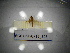  ( - BGE.HMS0716_825)  @11 [ ] CreativeCommons Attribution (2024) Dept Invertebrate Zoology and Hydrobiology, University of Lodz University of Lodz