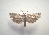  ( - SNMI12)  @11 [ ] CreativeCommons  Attribution Non-Commercial Share-Alike (2017) Martin Secansky Slovak National Museum-Natural History Museum