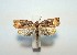  ( - SNMI13)  @13 [ ] CreativeCommons  Attribution Non-Commercial Share-Alike (2017) Martin Secansky Slovak National Museum-Natural History Museum