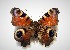  ( - SNMI24)  @13 [ ] CreativeCommons  Attribution Non-Commercial Share-Alike (2019) Martin Secansky Slovak National Museum-Natural History Museum