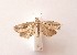  ( - SNMI32)  @12 [ ] CreativeCommons  Attribution Non-Commercial Share-Alike (2019) Martin Secansky Slovak National Museum-Natural History Museum