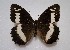  ( - SNMI43)  @13 [ ] CreativeCommons  Attribution Non-Commercial Share-Alike (2019) Martin Secansky Slovak National Museum-Natural History Museum