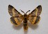  ( - SNMI44)  @13 [ ] CreativeCommons  Attribution Non-Commercial Share-Alike (2019) Martin Secansky Slovak National Museum-Natural History Museum