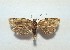  ( - SNMI7)  @11 [ ] CreativeCommons  Attribution Non-Commercial Share-Alike (2017) Martin Secansky Slovak National Museum-Natural History Museum