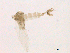  ( - WSAMAP-13017)  @11 [ ] creative commons  non-commercial only (2013) UNAH UNAH