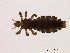  (Pediculus humanus capitis - WSAMAP-13027)  @14 [ ] creative commons  non-commercial only (2013) UNAH UNAH