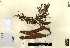  (Leucaena - EAP 125655)  @11 [ ] creative commons  non-commercial only (2017) EAP 125655 EAP