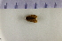  (Planotortrix excessana - HNU038)  @12 [ ] CreativeCommons - Attribution Share-Alike (2015) Unspecified Seoul National Uiversity
