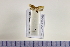  (Acleris affinatana - HNU069)  @12 [ ] CreativeCommons - Attribution Share-Alike (2015) Unspecified Seoul National Uiversity