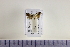  (Acleris dealbata - HNU070)  @12 [ ] CreativeCommons - Attribution Share-Alike (2015) Unspecified Seoul National Uiversity