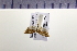  (Acleris platynotana - HNU303)  @13 [ ] CreativeCommons - Attribution Share-Alike (2015) Unspecified Seoul National Uiversity