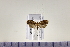  (Cryptolechia torophanes Meyrick - HNU967)  @13 [ ] CreativeCommons - Attribution Share-Alike (2015) Unspecified Seoul National Uiversity