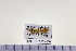  (Aeolanthinae - HNU988)  @12 [ ] CreativeCommons - Attribution Share-Alike (2015) Unspecified Seoul National Uiversity