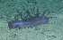  ( - LV_1186)  @11 [ ] Copyright (2023) Unspecified Institute of Marine Biology, Vladivostok