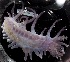  ( - LV_1186)  @11 [ ] Copyright (2023) Unspecified Institute of Marine Biology, Vladivostok