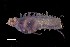  ( - LV6_2260)  @11 [ ] Copyright (c) (2021) NSCMB FEB RAS Zhirmunsky National Scientific Center of Marine Biology FEB RAS