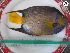  ( - Holacanthus ciliaris Malta)  @11 [ ] Johann Galdies (2020) Johann Galdies N/A