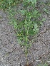  ( - BHD487)  @11 [ ] No Rights Reserved  Unspecified Unspecified