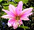  (Passiflora tripartita var. mollissima - C-L_R-0102)  @11 [ ] CreativeCommons - Attribution Non-Commercial Share-Alike (2012) Mamadi Theresa Sethusa University of Johannesburg