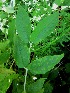  (Buddleja madagascariensis - C-L_R-0106)  @11 [ ] CreativeCommons - Attribution Non-Commercial Share-Alike (2012) Mamadi Theresa Sethusa University of Johannesburg