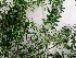  (Chamaecytisus prolifer - C-L_R-0141)  @11 [ ] CreativeCommons - Attribution Non-Commercial Share-Alike (2012) Mamadi Theresa Sethusa University of Johannesburg