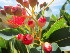  (Corymbia - C-L_R-0157)  @11 [ ] CreativeCommons - Attribution Non-Commercial Share-Alike (2012) Mamadi Theresa Sethusa University of Johannesburg